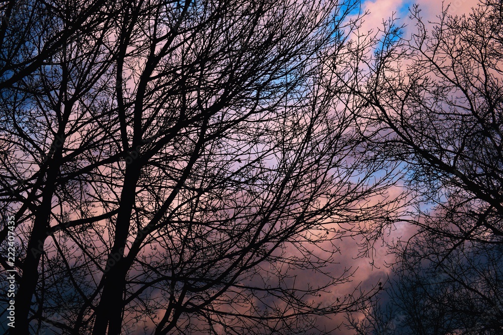 Pink + Blue Skies Pink + Blue Skies