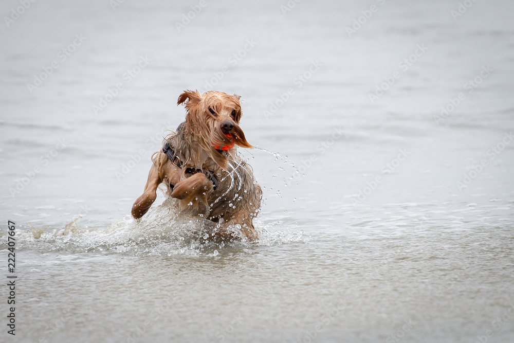 Yorkshire terrier playing on the beach Yorkshire terrier playing on the beach