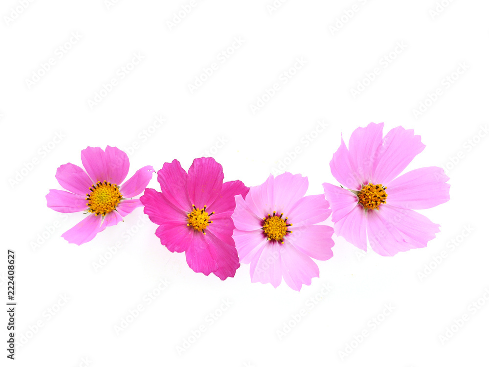 Pink cosmos flowers isolated on white background. Composition from flowers, top view. Pink cosmos flowers isolated on white background. Composition from flowers, top view.