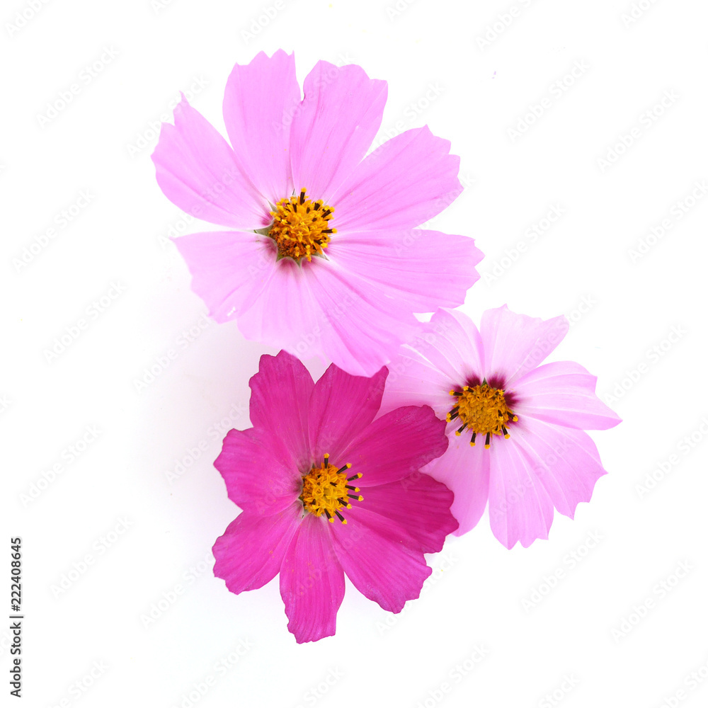 Pink cosmos flowers isolated on white background. Composition from flowers, top view.