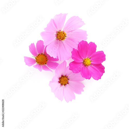 Pink cosmos flowers isolated on white background. Composition from flowers, top view.