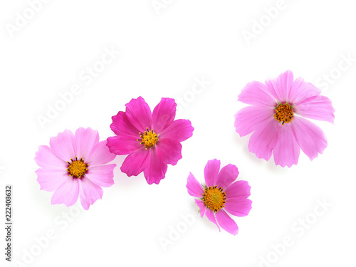 Pink cosmos flowers isolated on white background. Composition from flowers  top view.