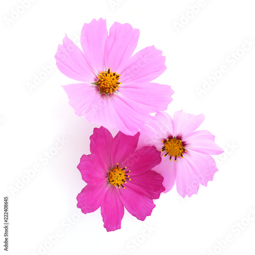 Pink cosmos flowers isolated on white background. Composition from flowers  top view.