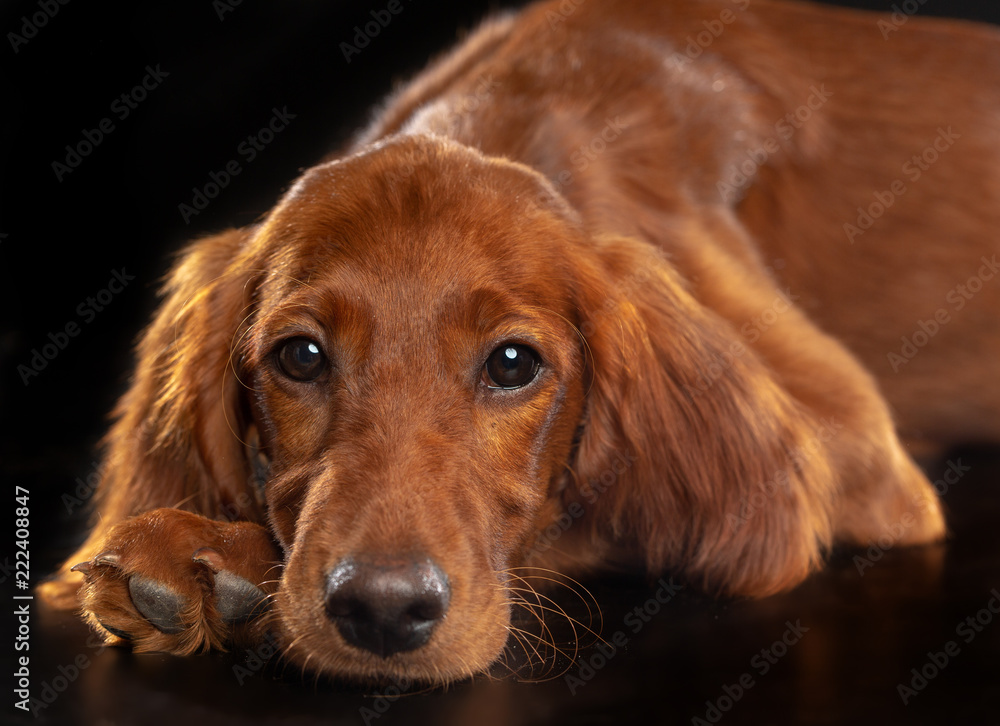 Setter Dog  Isolated  on Black Background in studio