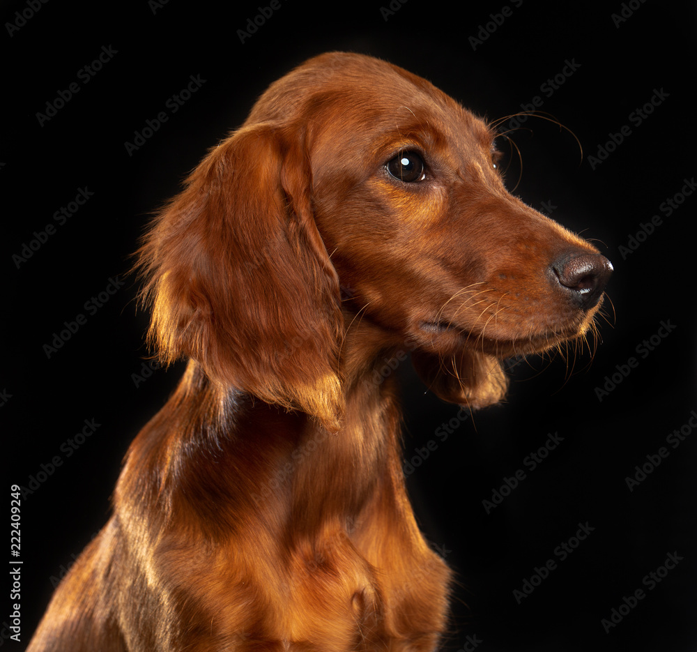 Setter Dog  Isolated  on Black Background in studio