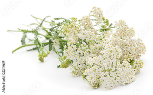 Yarrow flowers and leaf isolated.