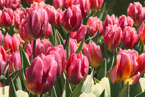 Field of pink tulips in flower garden