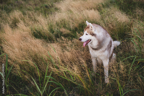 Close-up dog with brown eyes sitting in the grass at sunset