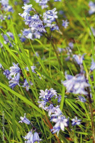 Closeup view of Bluebell flowers in Badbury hills, UK