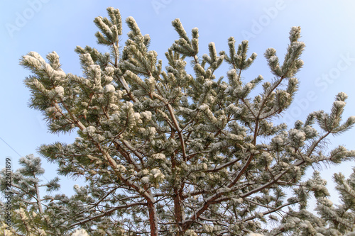 Snow on the branches of a pine tree in the nature