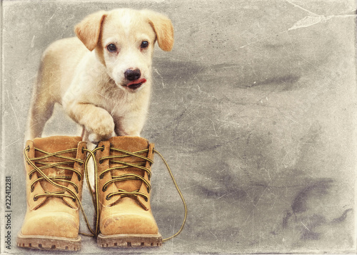 Fototapeta Naklejka Na Ścianę i Meble -  little puppy labrador in old yellow boots vintage card with place for text