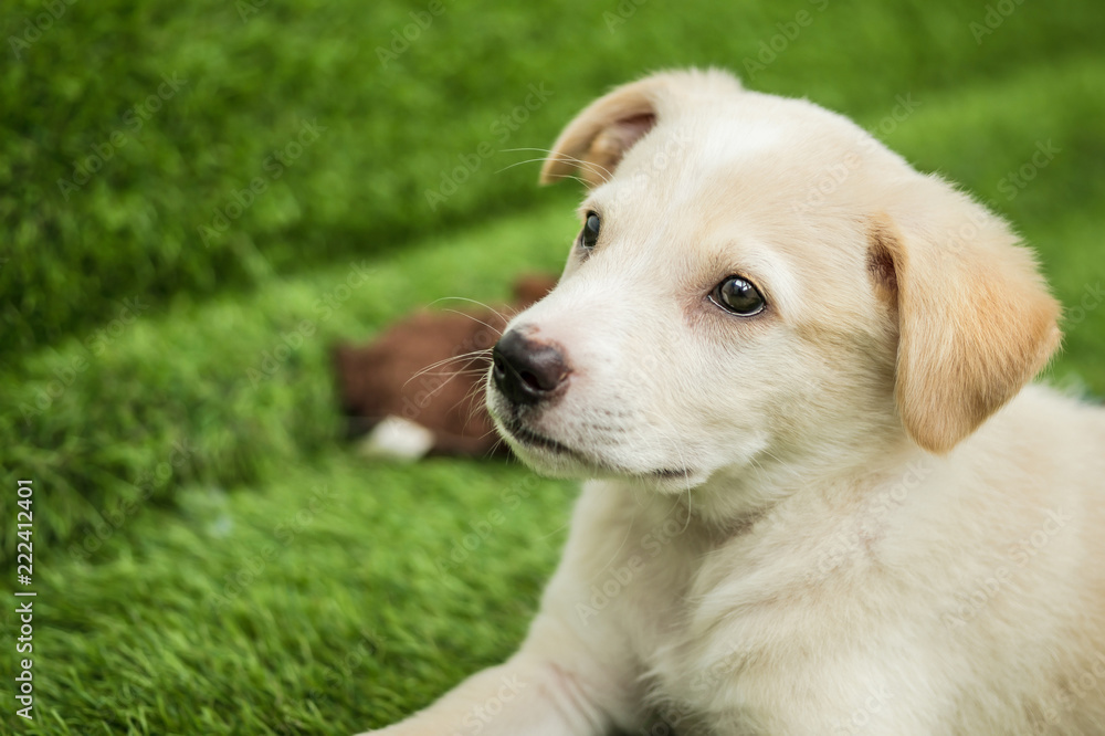 Portrait of Happy brown cute Labrador Retriever puppy with foliage bokeh background. Head shot of smile dog with colorful spring leaf Portrait of Happy brown cute Labrador Retriever puppy with foliage bokeh background. Head shot of smile dog with colorful spring leaf