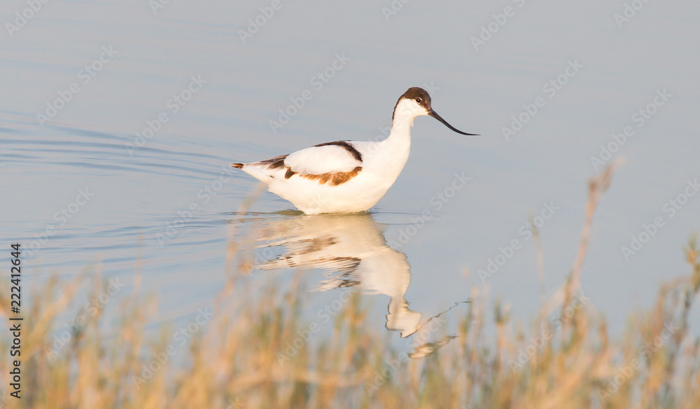 Fototapeta premium Pied avocet (Recurvirostra avosetta)