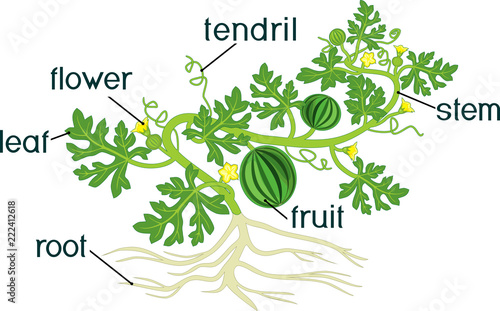 Parts of plant. Morphology of watermelon plant with fruits, flowers, green leaves and root system isolated on white background