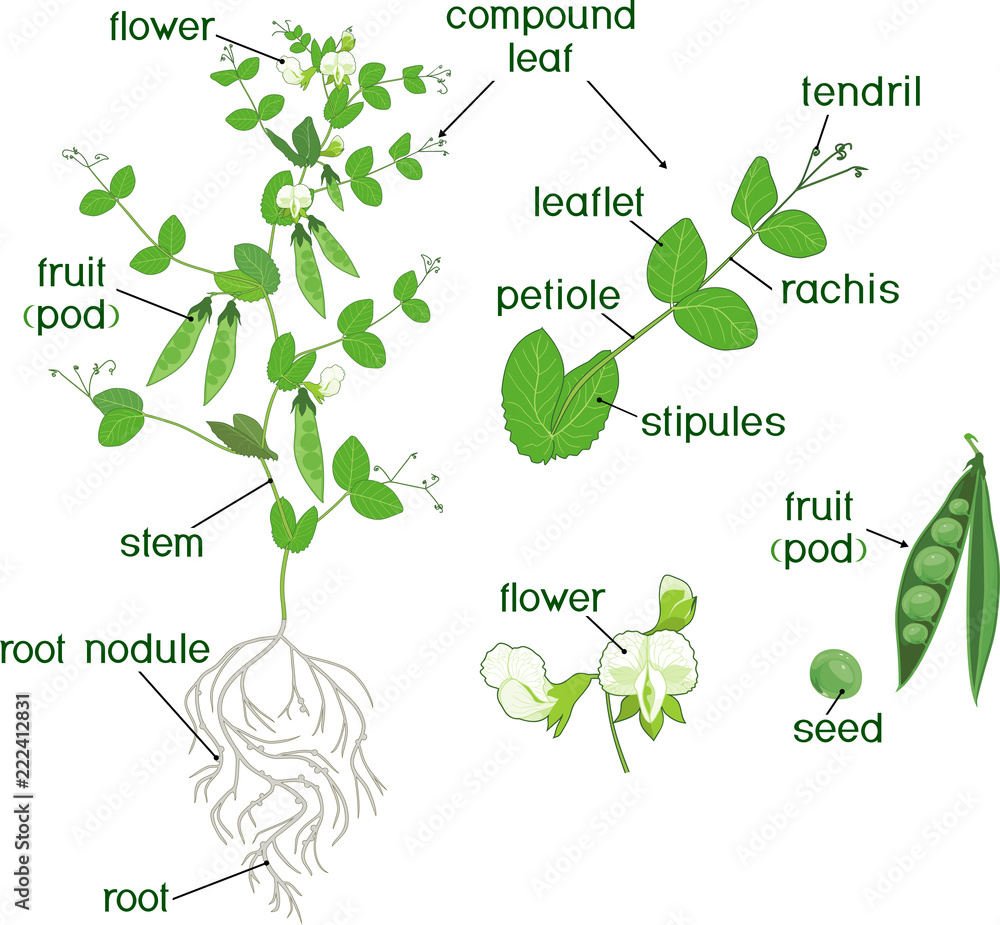 Parts of plant. Morphology of pea plant with fruits, flowers, green ...