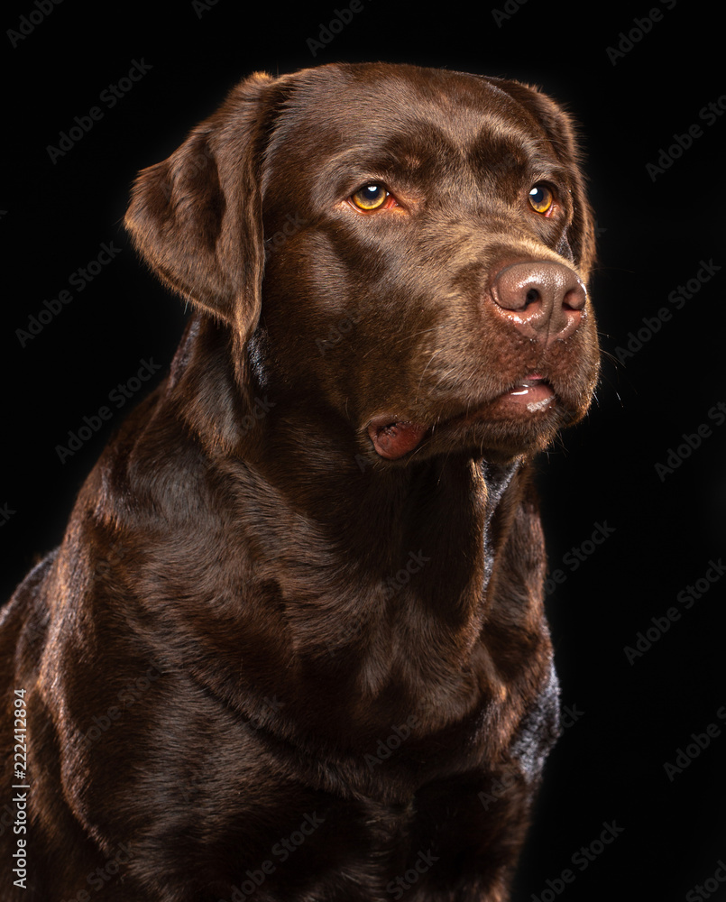 Labrador Dog on Isolated Black Background in studio Labrador Dog on Isolated Black Background in studio