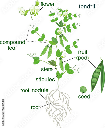 Parts of plant. Morphology of pea plant with fruits, flowers, green leaves and root system isolated on white background