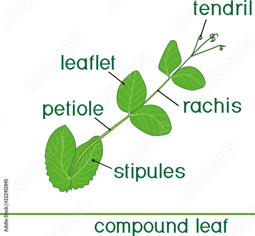 Structure of compound plant leaf with title. Green leaf of pea