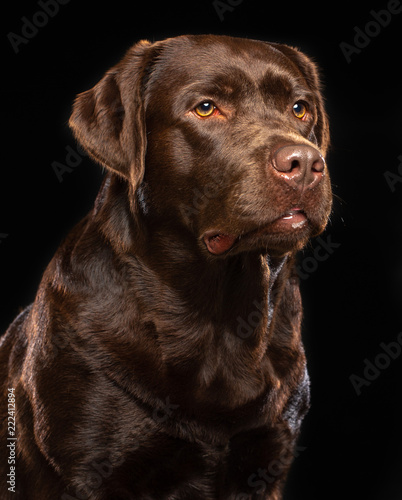 Labrador Dog on Isolated Black Background in studio