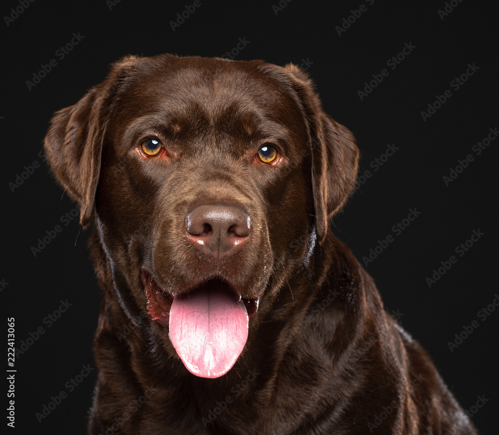 Labrador Dog on Isolated Black Background in studio Labrador Dog on Isolated Black Background in studio