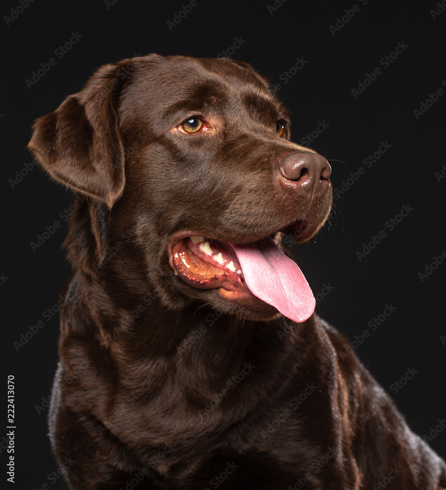 Labrador Dog on Isolated Black Background in studio Labrador Dog on Isolated Black Background in studio