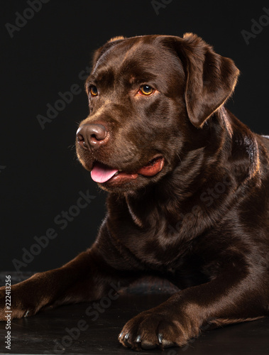 Labrador Dog on Isolated Black Background in studio