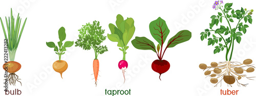 Three different types of root vegetables isolated on white background. Plants with leaves and root system