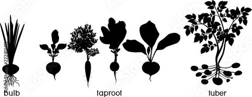 Three different types of root vegetables. Silhouettes of agricultural plants