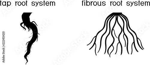 Two different types of root systems: tap and fibrous root systems