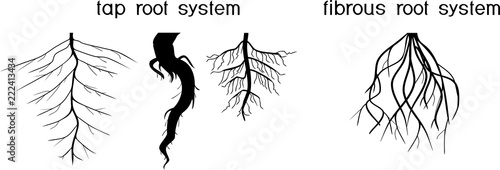 Two different types of root systems: tap and fibrous root systems