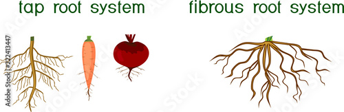 Two different types of root systems: tap and fibrous root systems