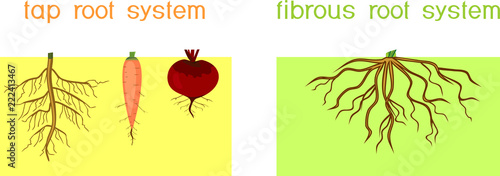 Two different types of root systems: tap and fibrous root systems