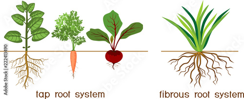 Plants with different types of root systems: tap and fibrous root systems photo