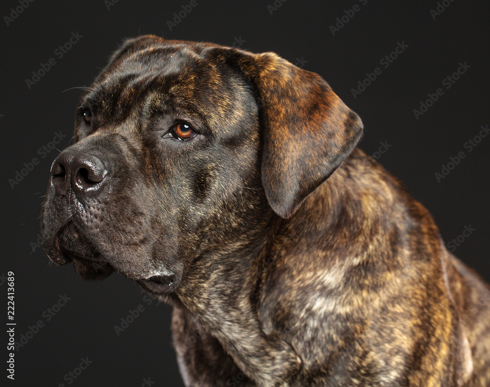 Boerboel Dog Isolated on Grey Background in studio Boerboel Dog Isolated on Grey Background in studio