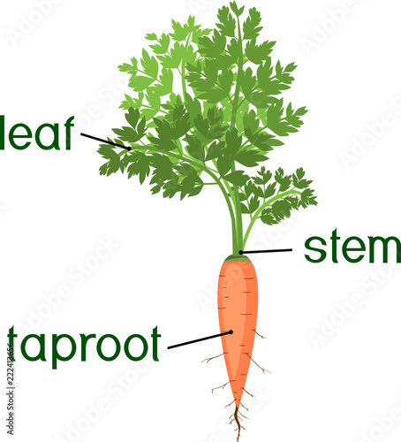 Parts of plant. Morphology of carrot plant with green leaves, stem, taproot and titles