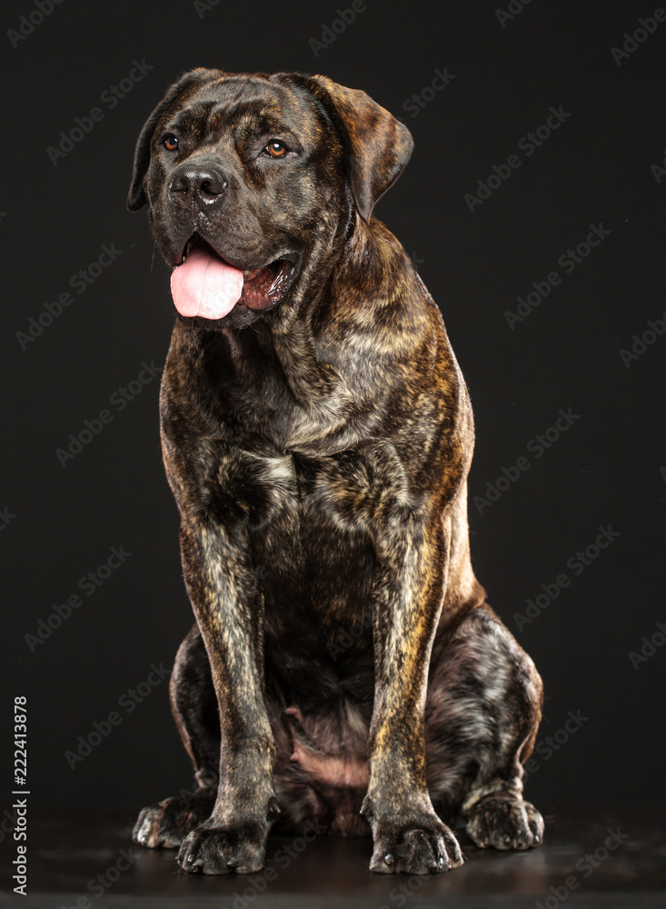 Boerboel Dog Isolated on Grey Background in studio Boerboel Dog Isolated on Grey Background in studio
