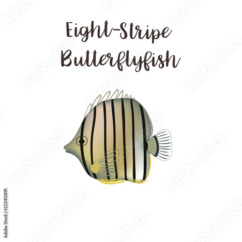 Eight-stripe butterflyfish vector realistic illustration. Cartoon sea fish photo