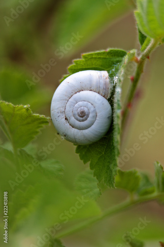A spiral of a slug on a green leaf