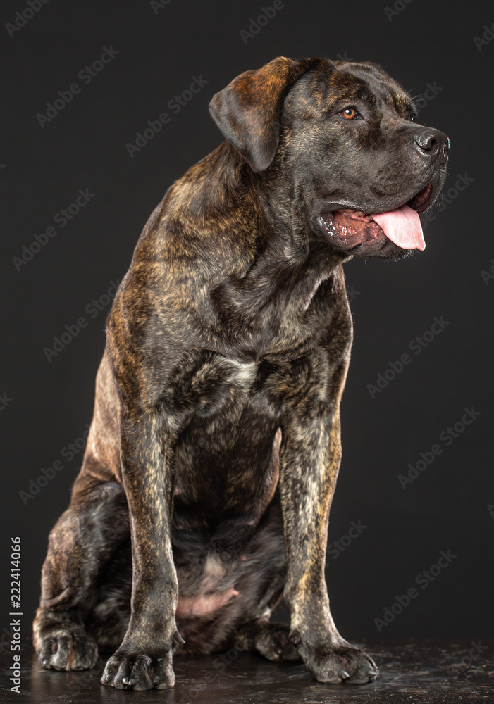 Boerboel Dog Isolated on Grey Background in studio Boerboel Dog Isolated on Grey Background in studio