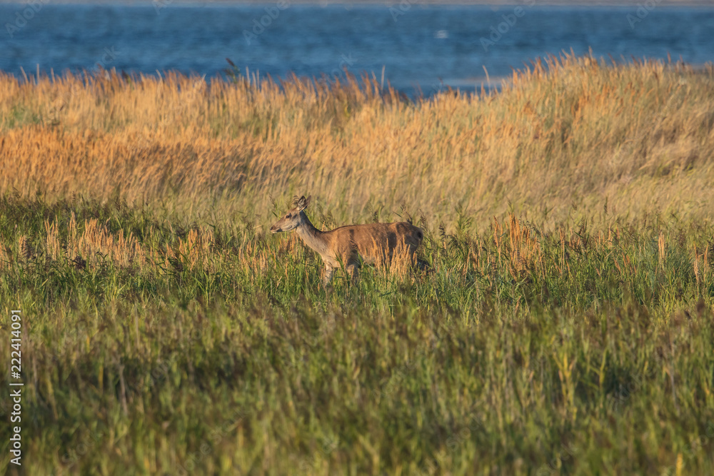 Obraz premium Rotwild an der ostsee