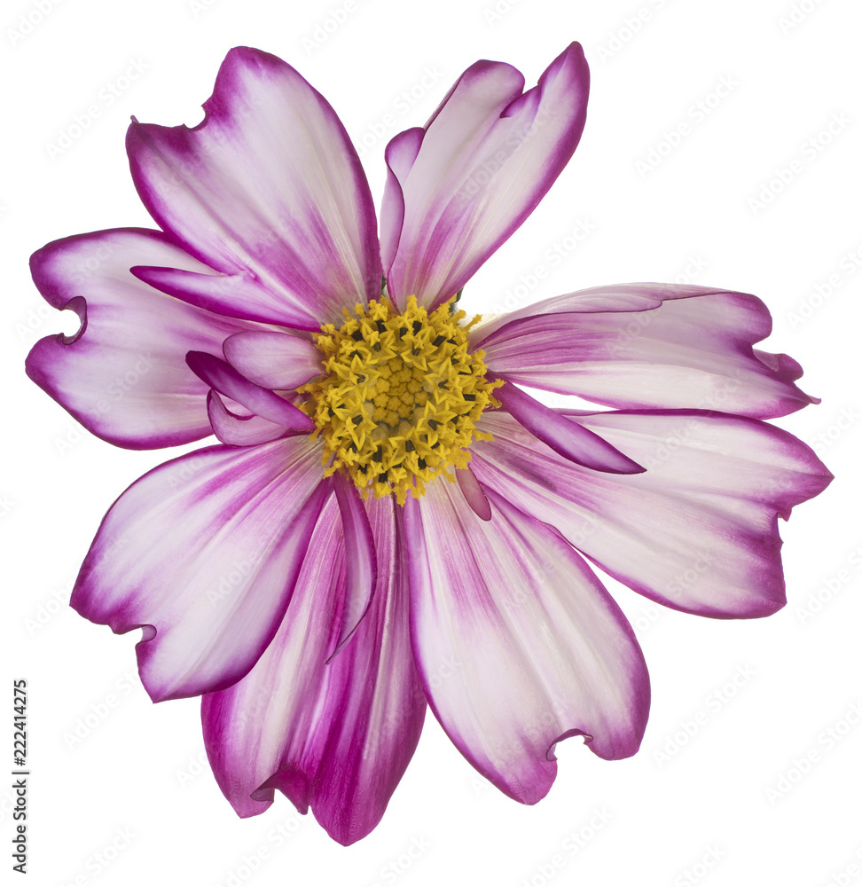 cosmos flower isolated