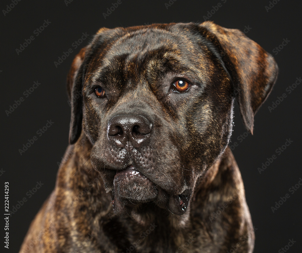 Boerboel Dog Isolated on Grey Background in studio Boerboel Dog Isolated on Grey Background in studio