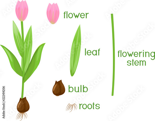 Parts of plant. Morphology of tulip with green leaves, pink flower, bulb and titles