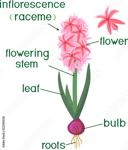 Parts of plant. Morphology of hyacinth with green leaves, flower, bulb and titles