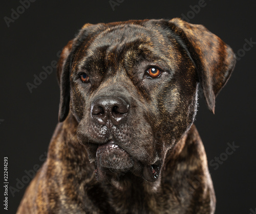 Boerboel Dog Isolated on Grey Background in studio