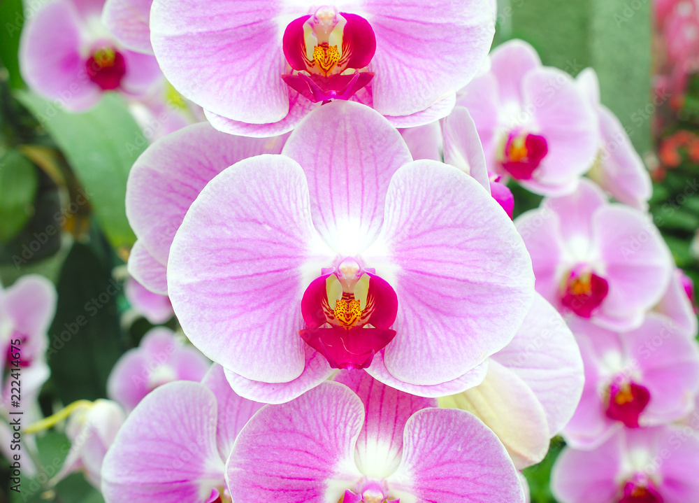 Beautiful pink orchid flower on nature background Beautiful pink orchid flower on nature background