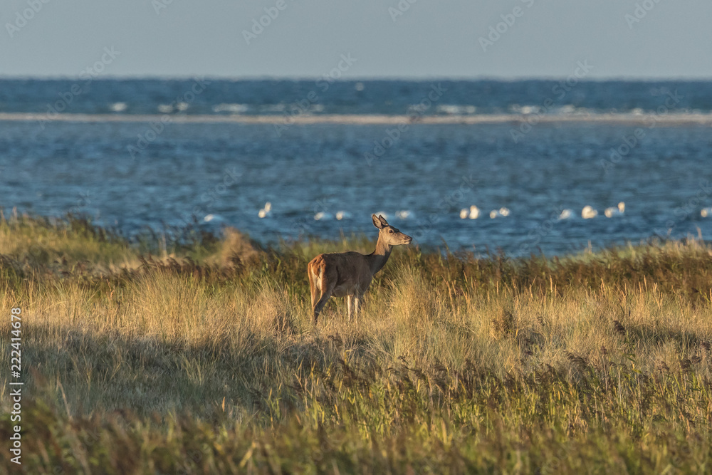 Naklejka premium Rotwild an der ostseeküste