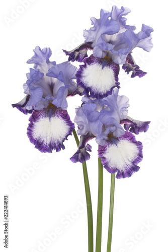 Fototapeta Naklejka Na Ścianę i Meble -  iris flower isolated