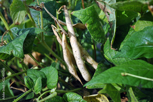 Kidney beans plants, stem with ripe yellow pods on green leaves background