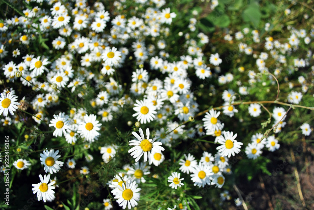 Bellis perennis (common daisy, lawn daisy or English daisy) flowers and buds, green leaves background, soft blurry bokeh, top view Bellis perennis (common daisy, lawn daisy or English daisy) flowers and buds, green leaves background, soft blurry bokeh, top view